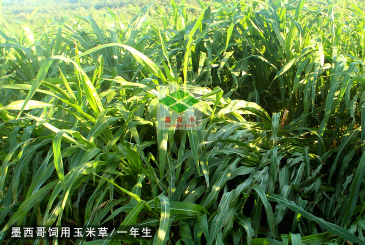 墨西哥玉米草種子